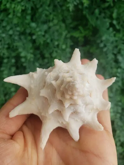 Shell Concha Do Mar Cod 53