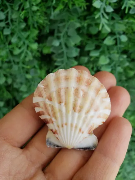 Shell Concha Do Mar Cod 530