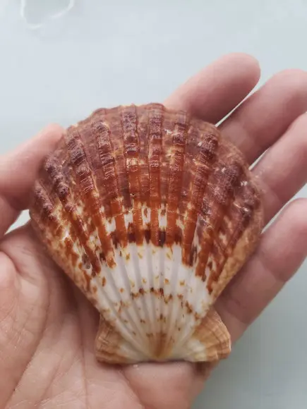 Shell concha do mar cod 53