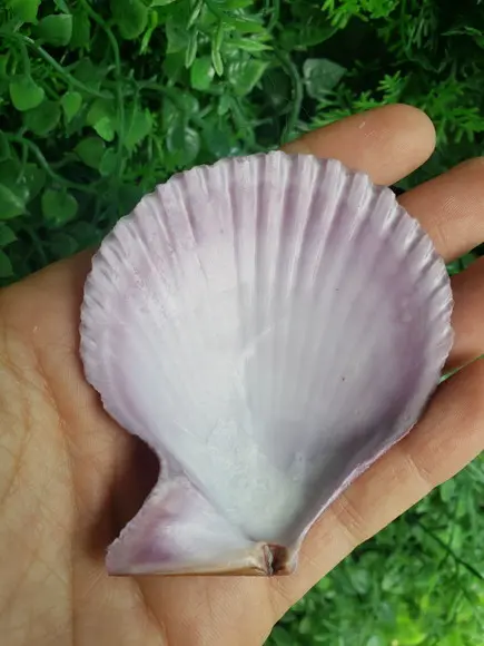 Shell concha do mar cod 56