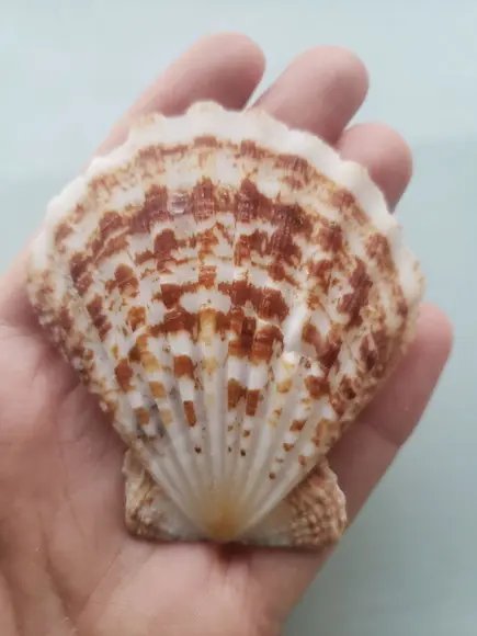 Shell concha do mar cod 57