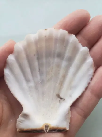 Shell concha do mar cod 57