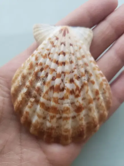 Shell concha do mar cod 58