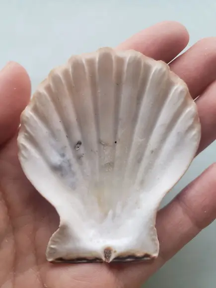 Shell concha do mar cod 58