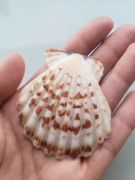 Shell concha do mar cod 59