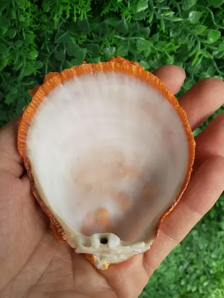 Shell concha do mar cod 57