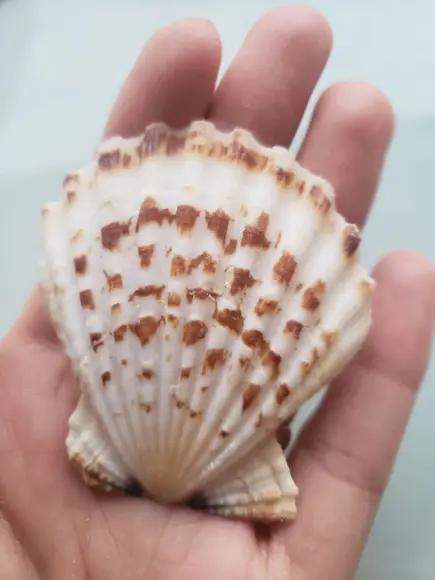Shell concha do mar cod 59