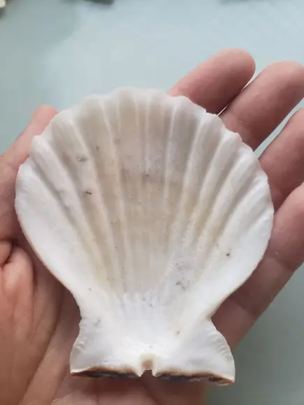 Shell concha do mar cod 60