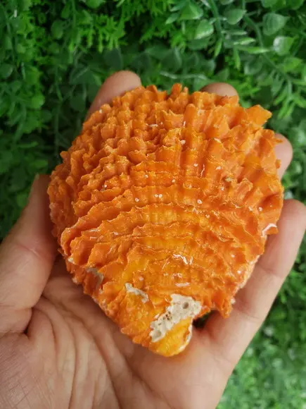 Shell concha do mar cod 57