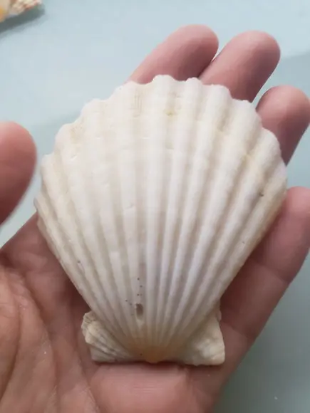 Shell concha do mar cod 62