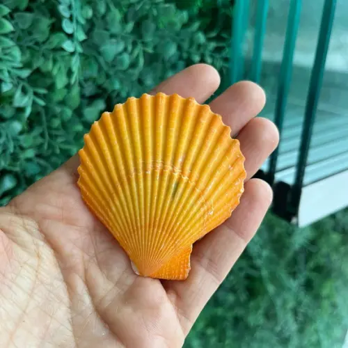 Shell Concha do Mar Cod 68