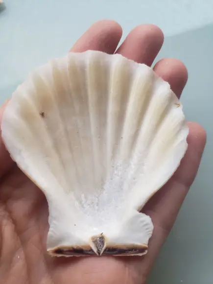 Shell concha do mar cod 62