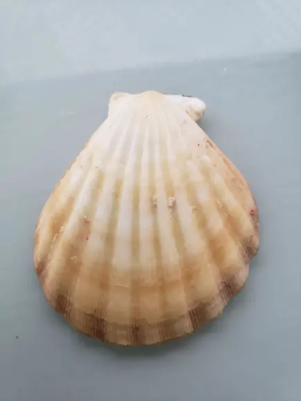Shell concha do mar cod 61