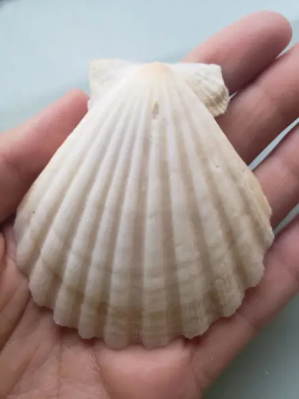 Shell concha do mar cod 62