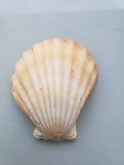 Shell concha do mar cod 61