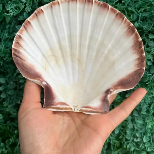 Shell Concha do Mar Cod 8