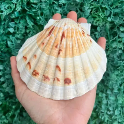 Shell Concha do Mar Cod 91