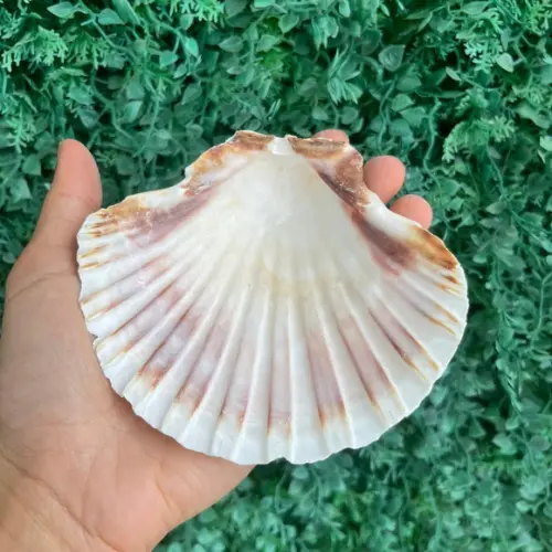 Shell Concha do Mar Cod 89