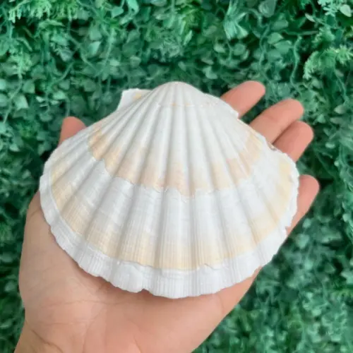 Shell Concha do Mar Cod 89