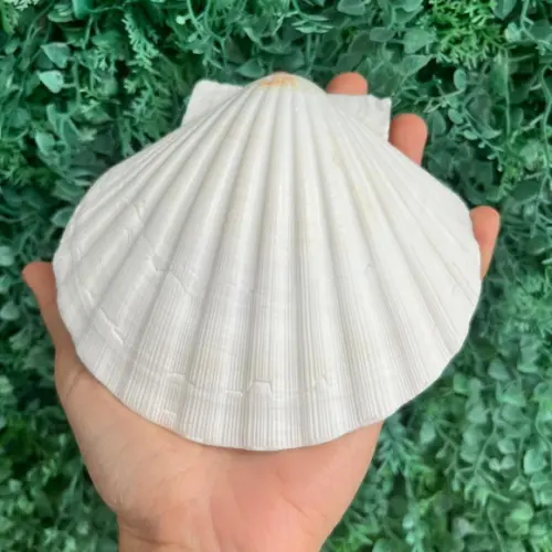 Shell Concha do Mar Cod 90