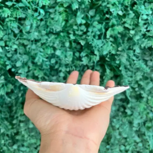 Shell Concha do Mar Cod 88