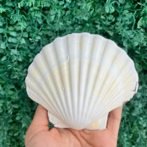 Shell Concha do Mar Cod 88