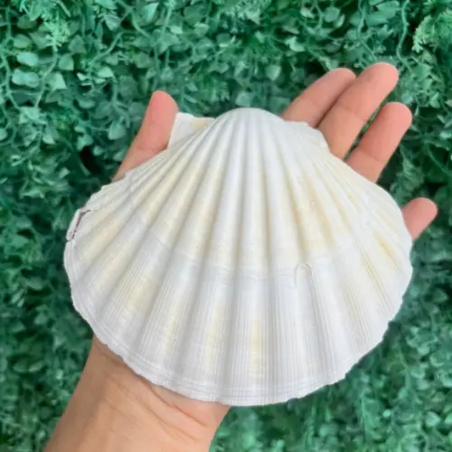Shell Concha do Mar Cod 88