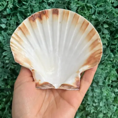 Shell Concha do Mar Cod 91