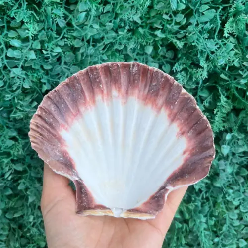 Shell Concha do Mar Cod 88