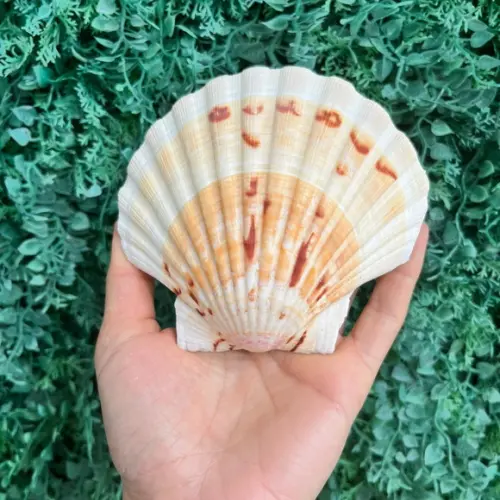 Shell Concha do Mar Cod 91