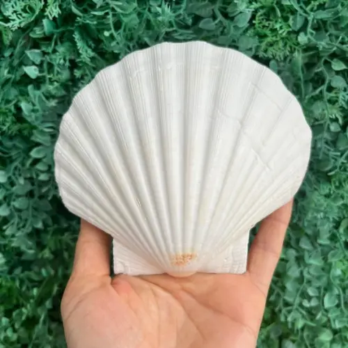 Shell Concha do Mar Cod 90