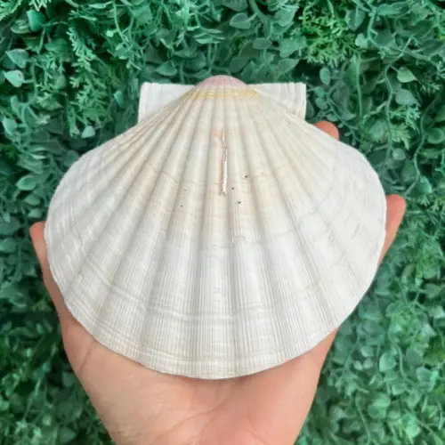 Shell Concha do Mar Cod 8