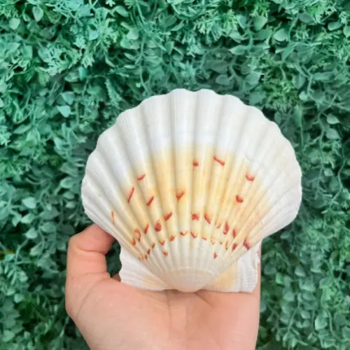 Shell Concha do Mar Cod 92