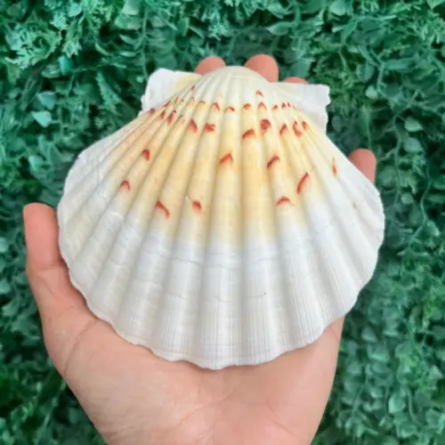Shell Concha do Mar Cod 92