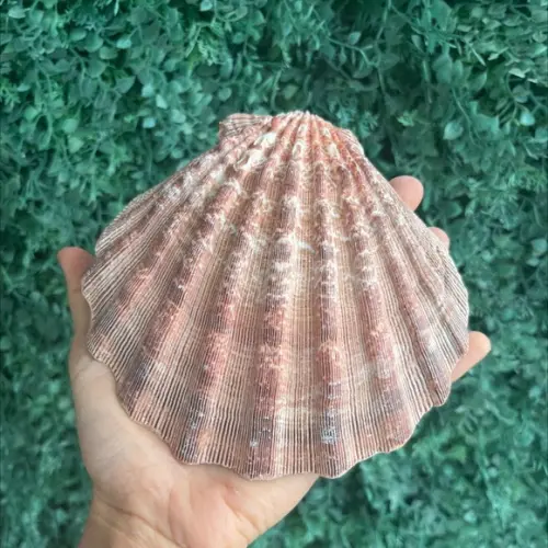 Shell Concha do Mar G 3