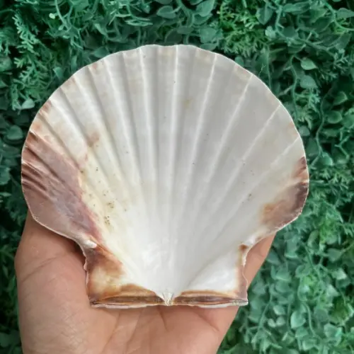 Shell Concha do Mar Cod 92