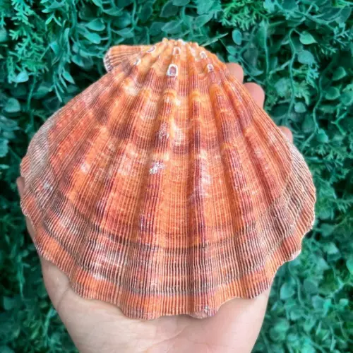 Shell Concha do Mar Cod 93