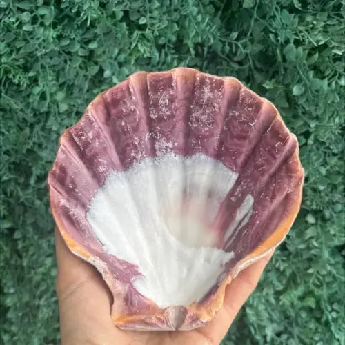 Shell Concha do Mar G 3