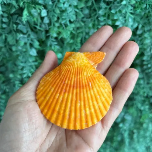 Shell Concha do Mar Par 03