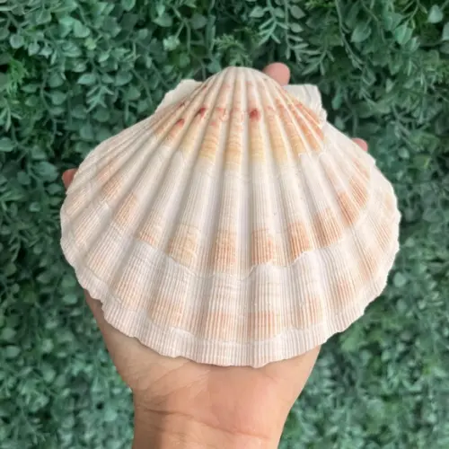 Shell Concha do Mar G 7