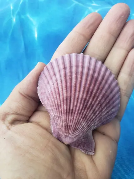 Shell Par 02 Natural