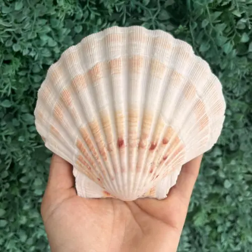 Shell Concha do Mar G 7