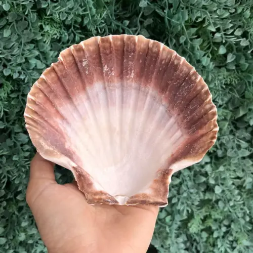 Shell Concha do Mar G 7