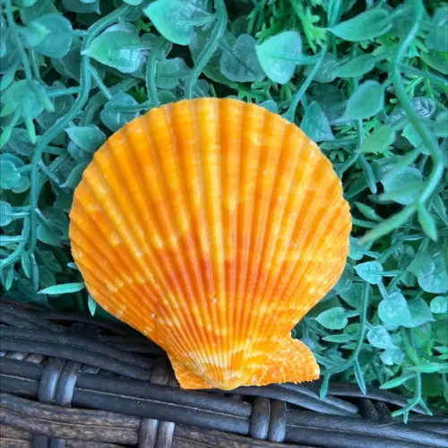 Shell Concha do Mar Par 03