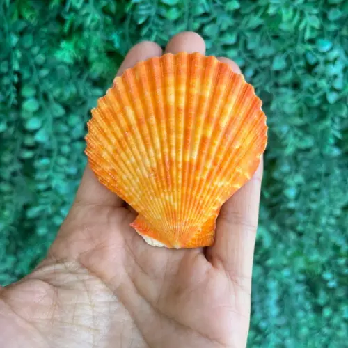 Shell Concha do Mar Cor Natural 09