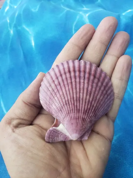 Shell Par 02 Natural