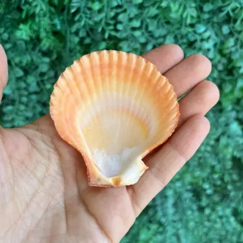 Shell Concha do Mar Cor Natural 09