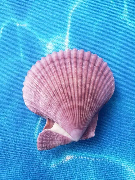 Shell Par 02 Natural