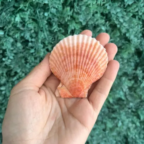 Shell Par Cor Natural Cod 06