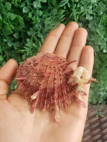 Spondylus Natural 52